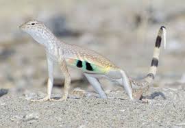 Black And White Striped Lizard Arizona Photographs By Mark Chappell Lizard Species Lizard Colorful Lizards