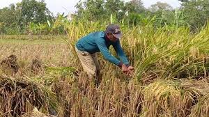 We did not find results for: Ladang In English