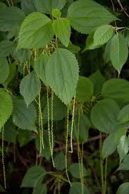 Image result for Boehmeria