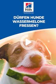Maybe you would like to learn more about one of these? Php 7 4 12 Phpinfo Can Dogs Eat Watermelon Can Dogs Eat Refreshing Snacks