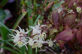 Large-flowered barrenwort ‘White Queen’