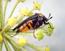 Image result for Metathelypteris vandervekenii