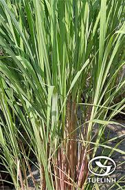 Image result for Cymbopogon caesius