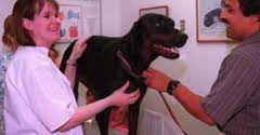 Belmont pet hospital belmont ca. Belmont Pet Hospital 539 Harbor Blvd Belmont Ca 94002 Yp Com
