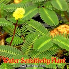 Floating plants also oxygenate your aquarium & remove excess carbon dioxide through photosynthesis. Floating Aquatic Plants William Tricker Inc