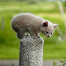 37 Manx Cats That Prove You Don T Need A Tail To Be Happy Cute Cats And Dogs Manx Kittens Cat Breeds