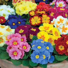 Alaska Plants And Flowers Flower Plants Perennial Plants Biennial Plants Primrose Alaska Flower Garden Design Small Flower Gardens Biennial Plants