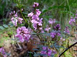 Image result for Indigofera transvaalensis