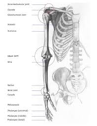 And sets of carpal and metacarpal bones in the hand and digits in the fingers. Arm Bones Joints Front Anterior And Back Posterior Anatomy Views