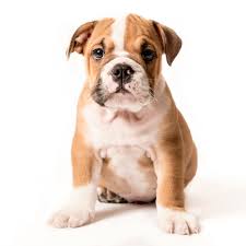 You can expect valley bulldog puppies to cost anywhere from $500 to $1900 each. Petland Florida