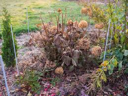 Grundsätzlich entfernt man bei allen früh blühenden sorten wie z.b. Hortensien Schneiden Wann Wie Plantura Pflanzen Hortensien Zierpflanzen