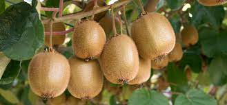 The more sun the plant gets, the better its fruit production will be, and you should aim for at least eight hours of light a day. How To Grow Kiwi Fruit