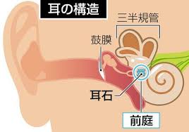 目の前グルグル 良性発作性頭位めまい症 症状改善へ運動療法有効 東京新聞 Tokyo Web