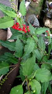 Image result for Petiveriaceae