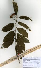 Image result for Grewia pubescens