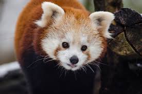 #redpanda #panda #cutebear #bear #animal #firefox #panda #pandabear. 7 Things You Didn T Know About Red Pandas Scientific American Blog Network