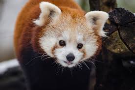 On the arks, however.it has surprisingly made a firm hold in appropriate habitats. 7 Things You Didn T Know About Red Pandas Scientific American Blog Network