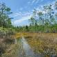 Guided Walk: CREW Flint Pen Strand Trails (White event image