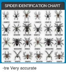 Spider Identification Chart Smashit Smash T Smash It Smash