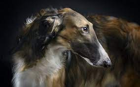 A borzoi is a breed of dog and one possible corporeal form of the patronus charm. Borzoi