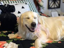 The state of death among drowned sailors and shipwrecks. Puppy Culture Soaring Goldens