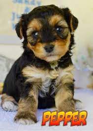 Check spelling or type a new query. Yorkie Poo Pets And Animals For Sale Raleigh Nc