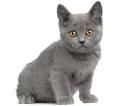 Available Chartreux Kittens For Sale & Cats For Adoption