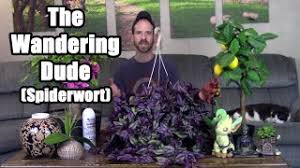 Maybe you would like to learn more about one of these? The Wandering Dude Spiderwort Care Information Youtube