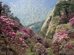 Life Is Beautiful Live It Beautifully Chopta The Mini Switzerland Of Uttarakhand Uttarakhand Incredible India Places To Visit