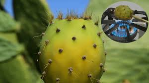 2 how to get rid of dog hair embedded in the couch cushions. The Best Way To Remove Thorns From Prickly Pear Cactus Youtube