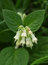 Maybe you would like to learn more about one of these? Bulbous Comfrey Symphytum Bulbosum Flowers March April And Grows Up To 20 Inches 50 Cm Tall Zones 4 8 Planting Flowers Plants Indoor Flowering Plants