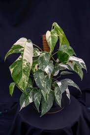 Image result for Epipremnum