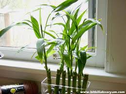 Dracaena Sanderiana Lucky Bamboo Sansli Bambu