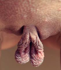 Свисающие большие половые губы порно (58 фото) - порно trahbabah.com