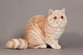Cfa registered pet and show exotic shorthair cats and kittens sold by a reputable cfa registered texas cattery. Exotic Shorthair Cat Breed Info Pictures Temperament Traits Pet Keen