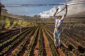 The plant is now grown in various parts of the world; Climate Change Is Threatening Your Morning Cup Of Coffee Time