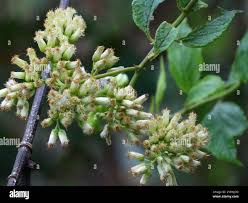 Image result for Microglossa