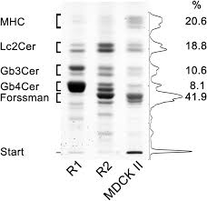 6 healthcare drive suite 2. Membrane Assembly Of Shiga Toxin Glycosphingolipid Receptors And Toxin Refractiveness Of Mdck Ii Epithelial Cells Journal Of Lipid Research