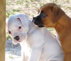 10 Things About Boxer Dog You Need To Know Disk Trend Magazine