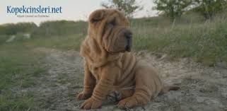 Shar Pei Ozellikleri Ve Bakimi Tarihte Bilinen En Korumaci Kopek