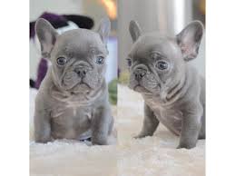 The french bulldog or «frenchie» evolved from the fighting bulldogs of the early 1800's. Home Raised Purebred Akc French Bulldog Puppies Available For Sale Animals Houston Texas Announcement 135144