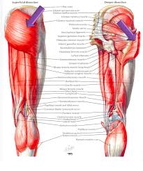 Here we will look at the gluteal muscles and the inner hip muscles. Posterior Thigh Anatomy Anatomy Drawing Diagram