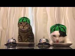 Cats Wearing Watermelon Hats Ring Bells Youtube Cats Cat Image Cat Hat