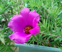 Ipek Cicegi Kedi Tirnagi Hakkinda Cicek Blog Yazi Yaz Ipekcicegi Cicekbakimi Bahce Balkon Bitki Keditirna In 2020 Silk Flowers Balcony Flowers Cat Nails