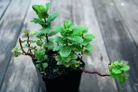 Potted Mint Plant Google Search Mint Plants Herb Pots Plants