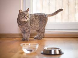 Anstatt ins katzenklo pinkelt die katze auf die badematte oder macht ihr häufchen irgendwo in der wohnung. Verstopfung Bei Der Katze Symptome Und Behandlung