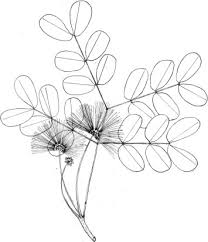 Image result for Pleioceras orientale