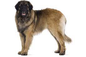 Many leonberger puppies are born in these puppy mills. Leonberger Puppies For Sale In Alpharetta Georgia Adoptapet Com