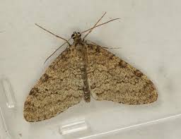 Image result for Trichopteryx