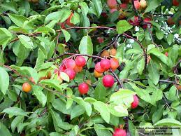 Chickasaw Plum Sand Plum Prunus Angustifolia Plum Tree Permaculture Fruit Trees